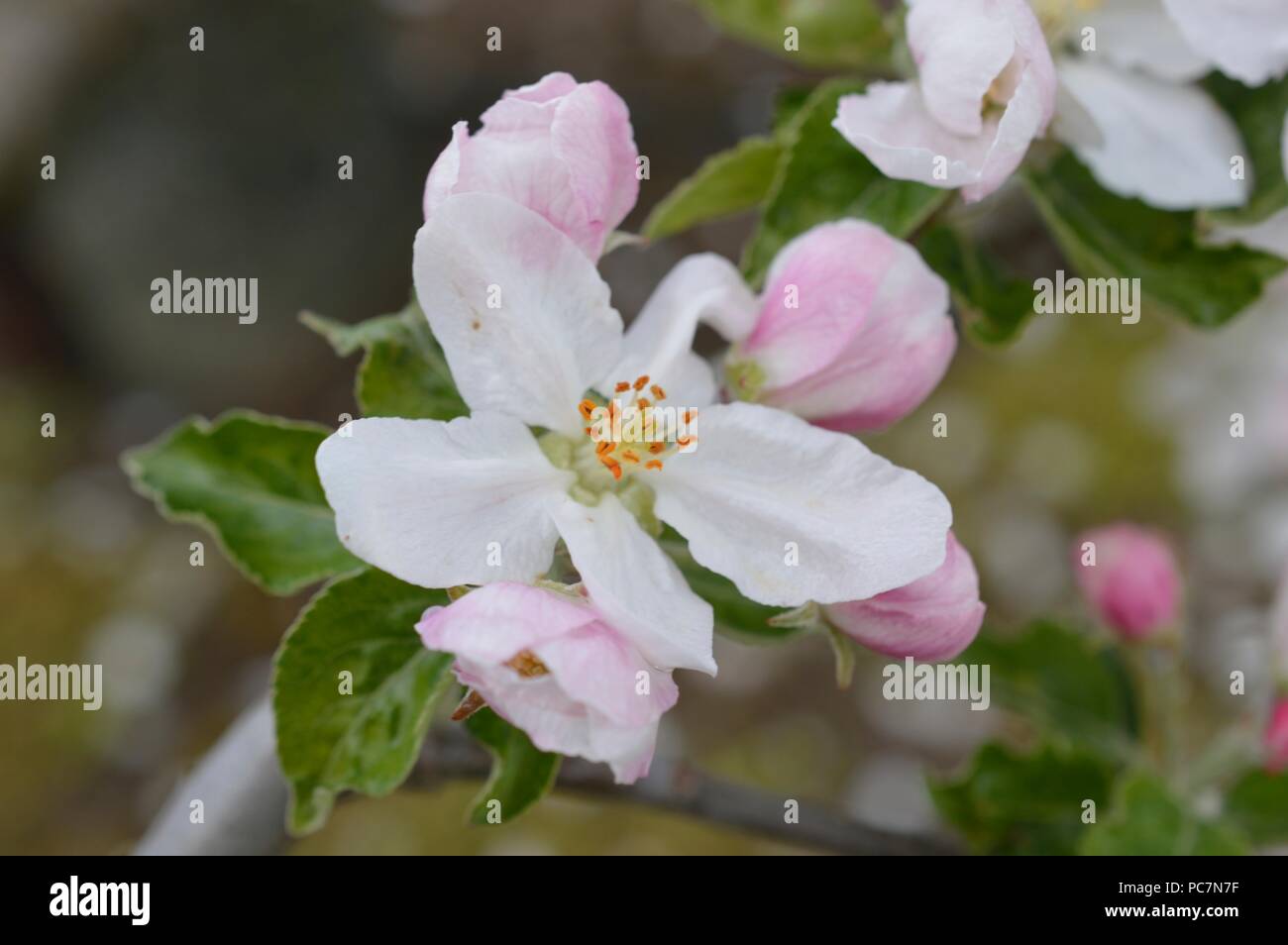 Apple unbekannt Stockfoto