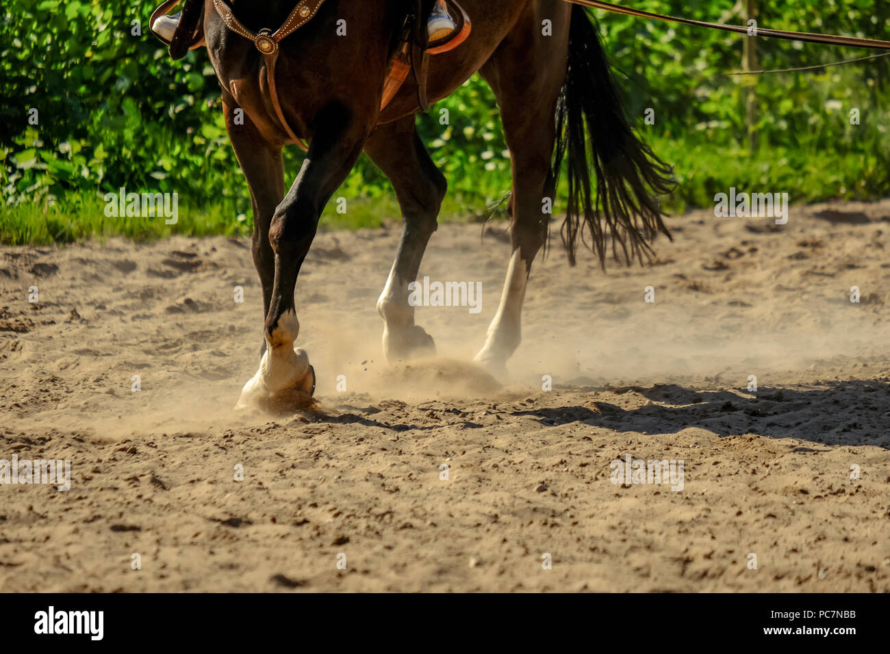 Braunes Pferd Füße, Staub, der sich im Sand Feld. läuft Galopp im Sommer Stockfoto