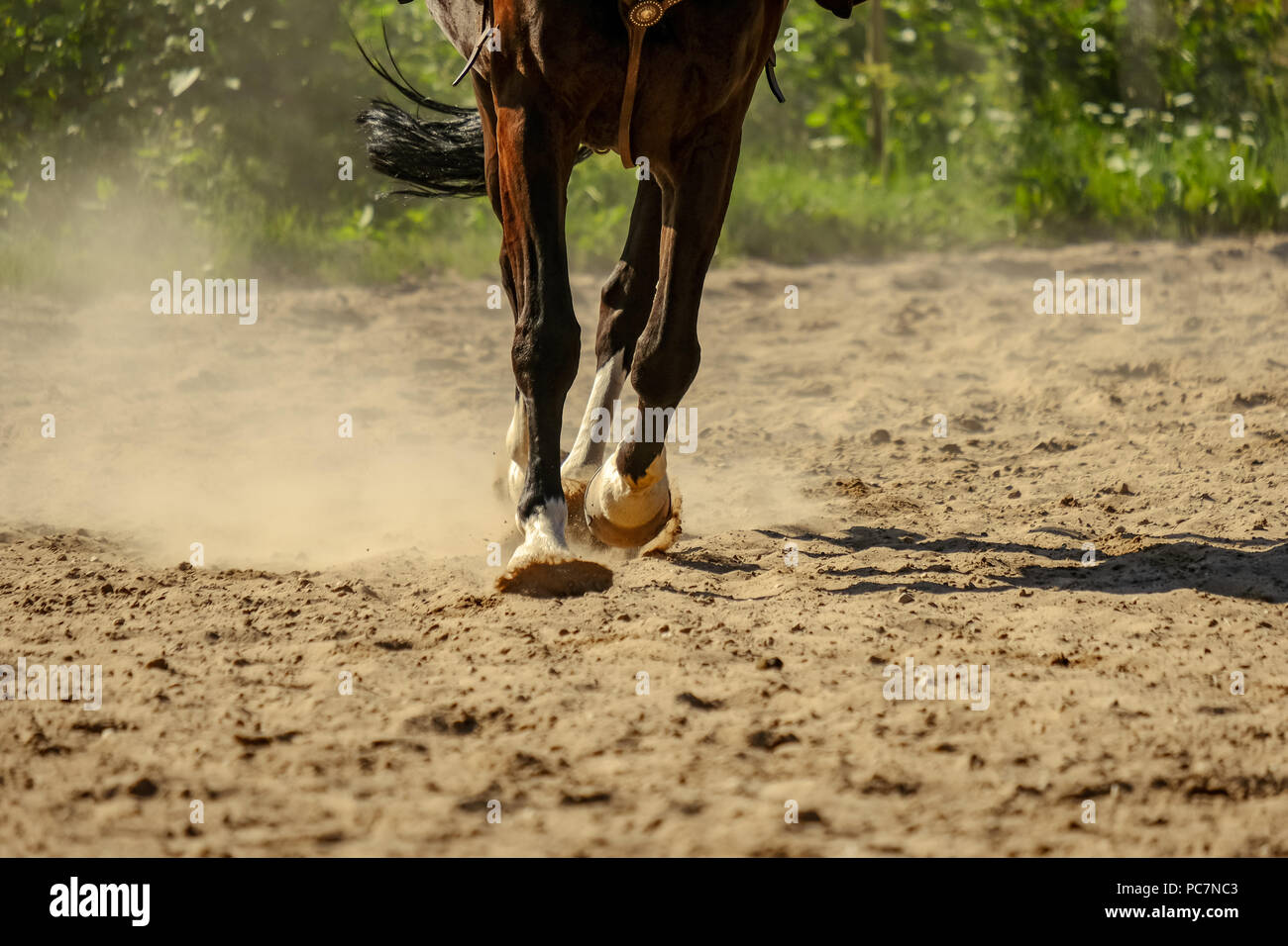 Braunes Pferd Füße, Staub, der sich im Sand Feld. läuft Galopp im Sommer Stockfoto