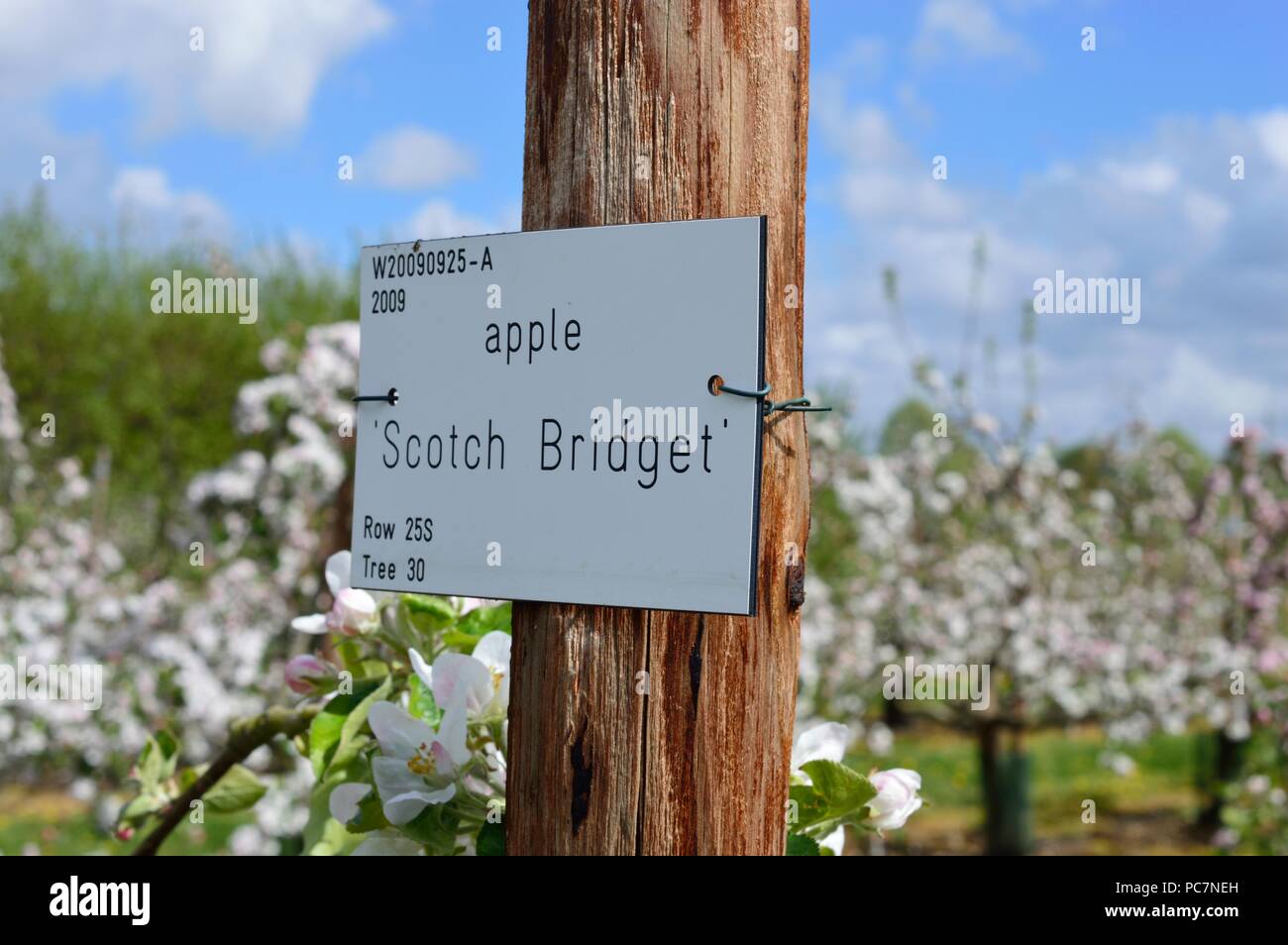 Apple unbekannt Stockfoto