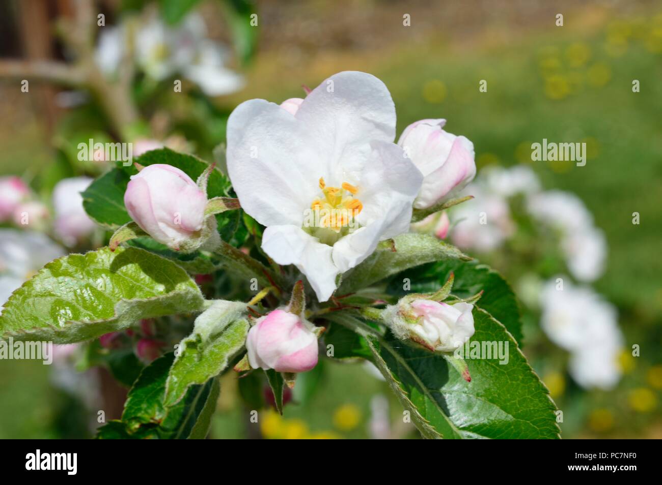 Apple unbekannt Stockfoto