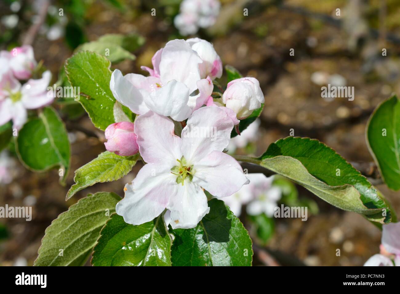 Apple unbekannt Stockfoto