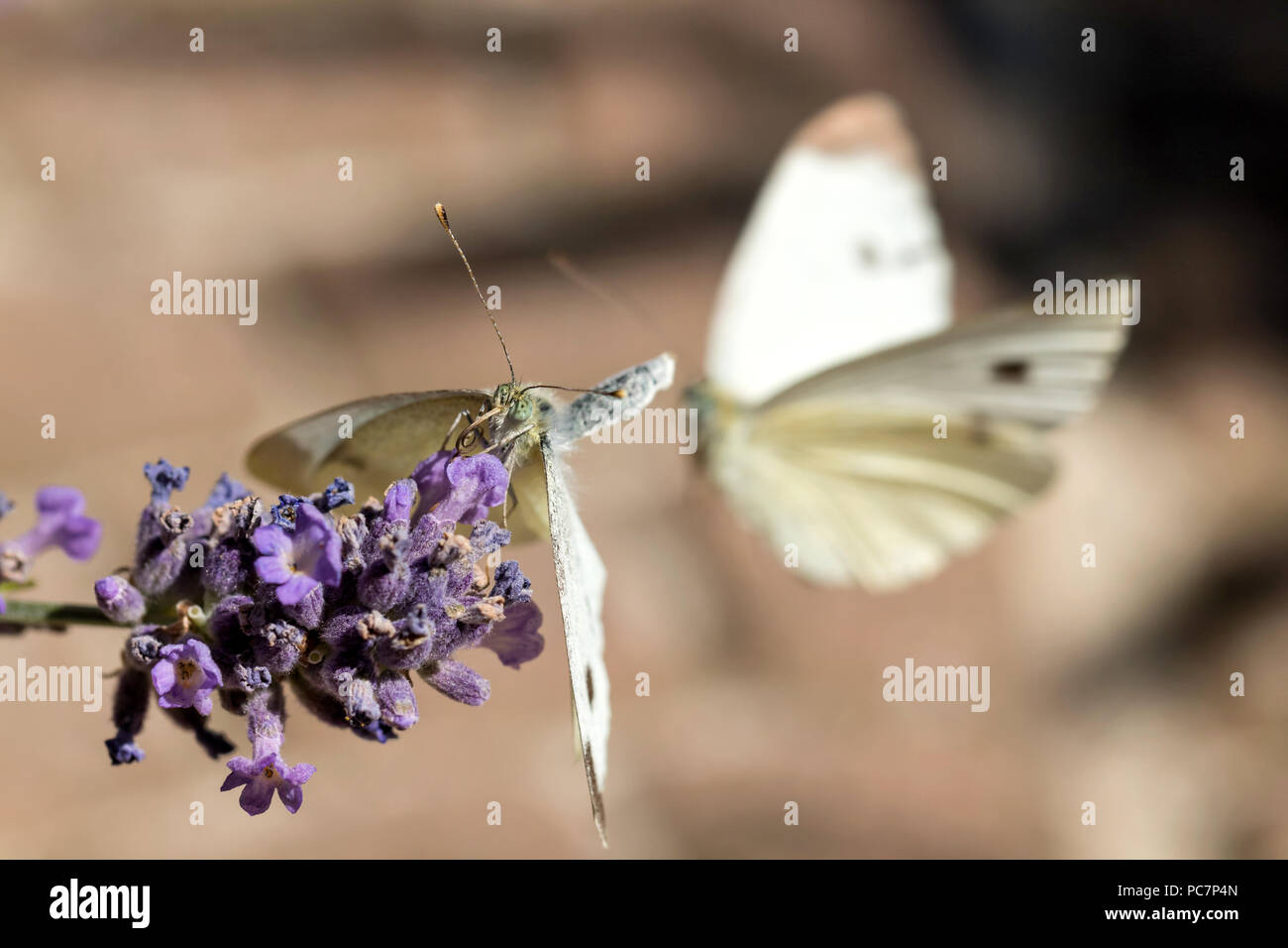 Bereit zum Mate kleine Kohl weiß (Pieris rapae) auf Lavendel Stockfoto