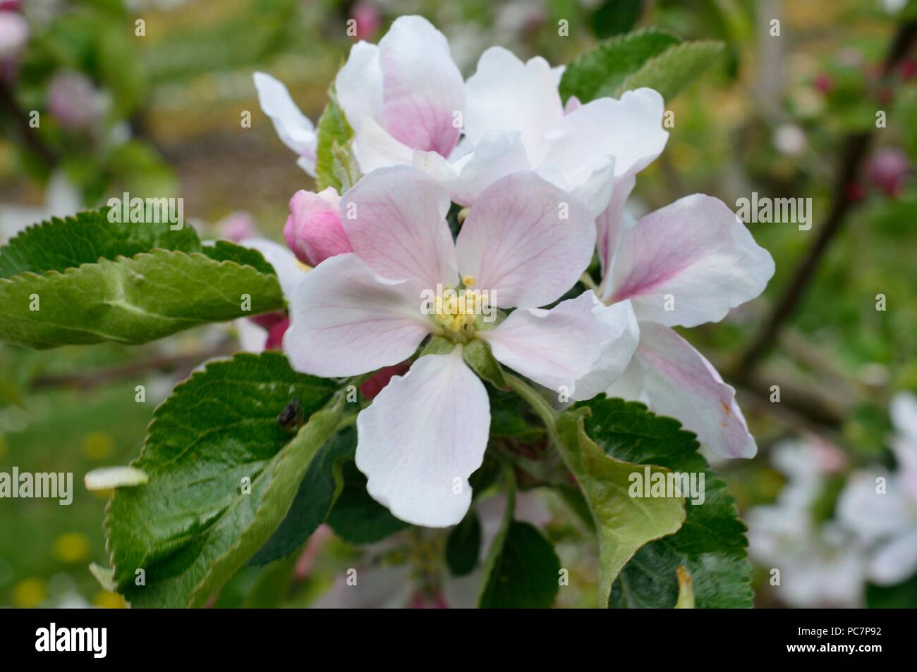 Apple unbekannt Stockfoto