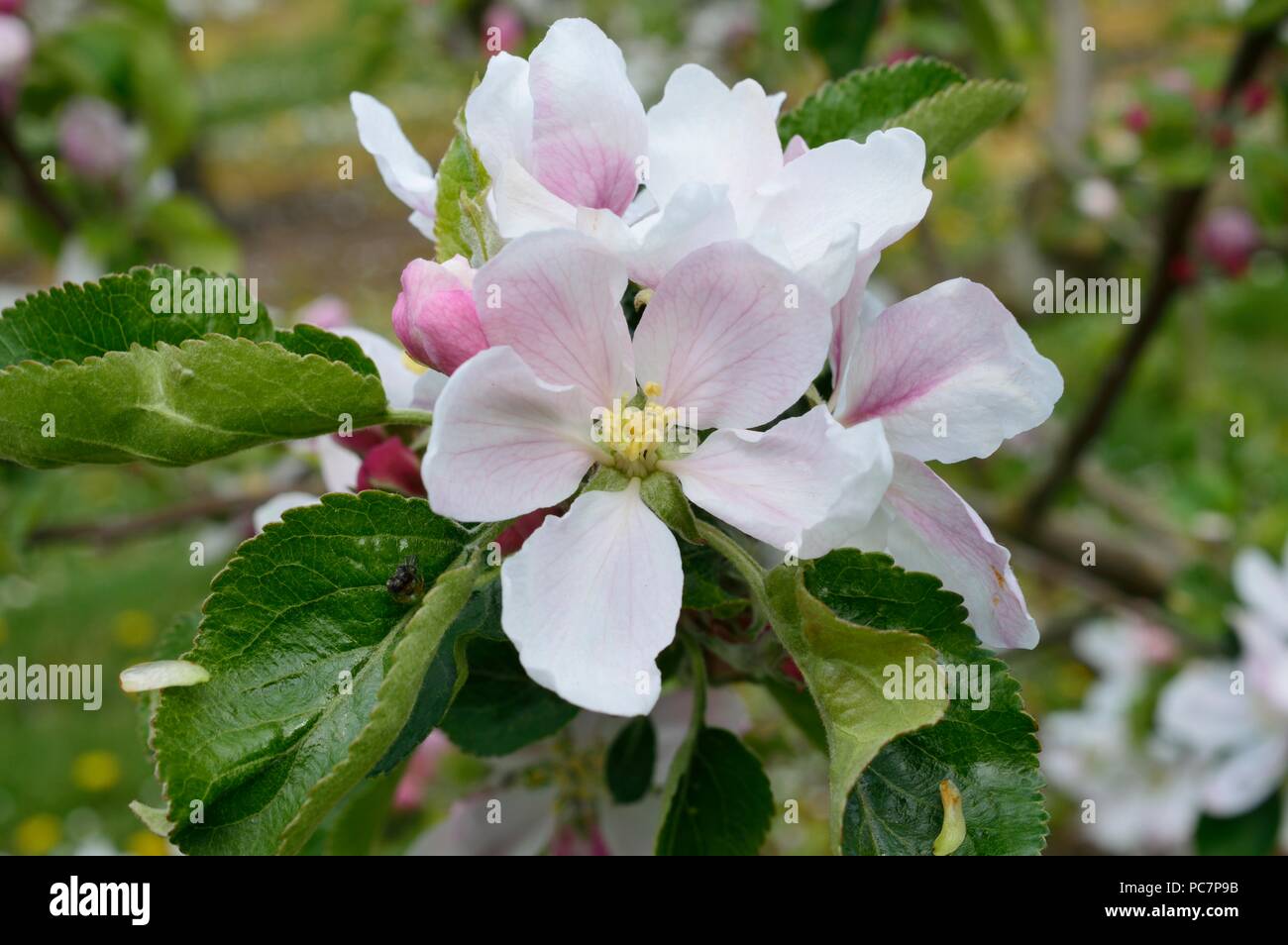 Apple unbekannt Stockfoto