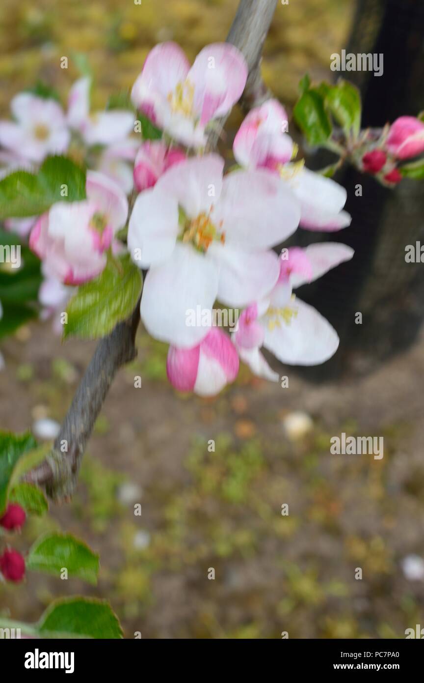 Apple unbekannt Stockfoto
