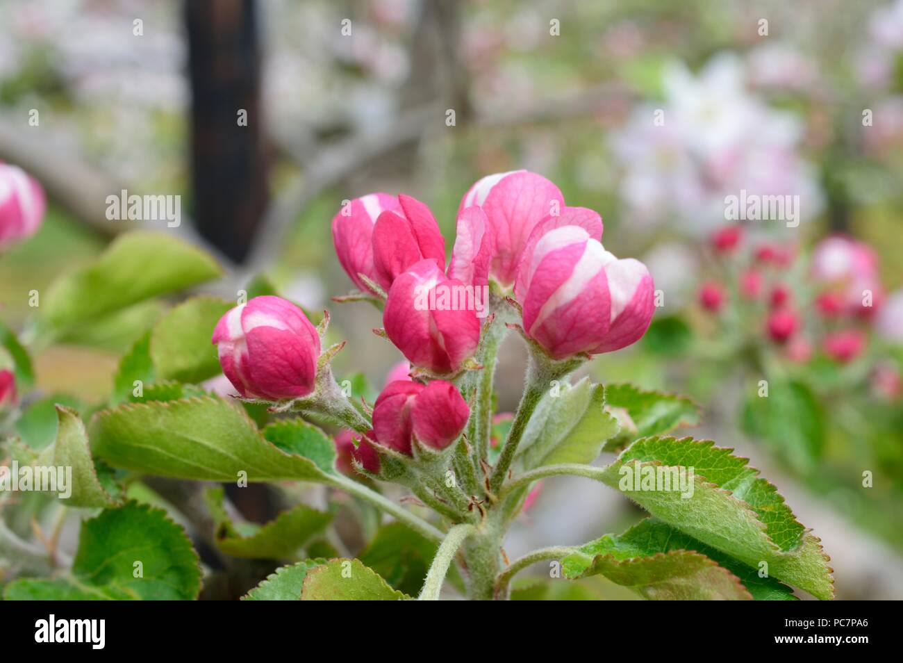 Apple unbekannt Stockfoto
