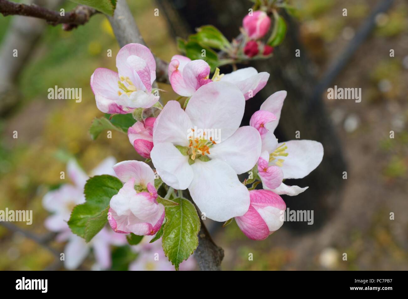 Apple unbekannt Stockfoto