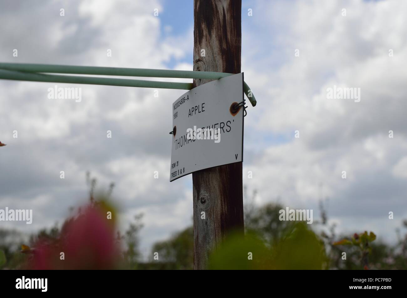 Apple unbekannt Stockfoto