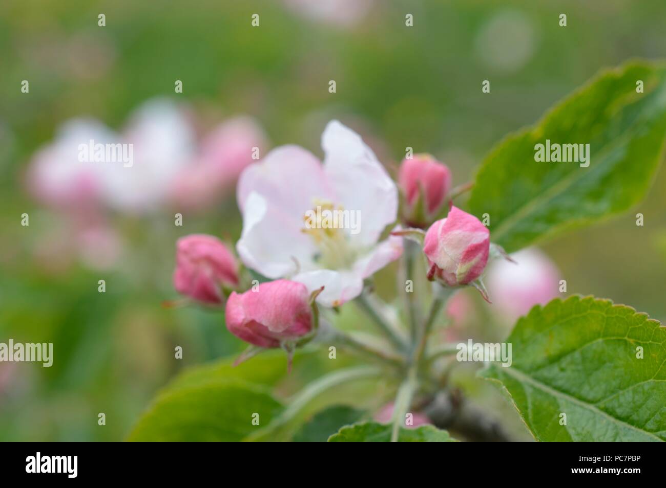 Apple unbekannt Stockfoto