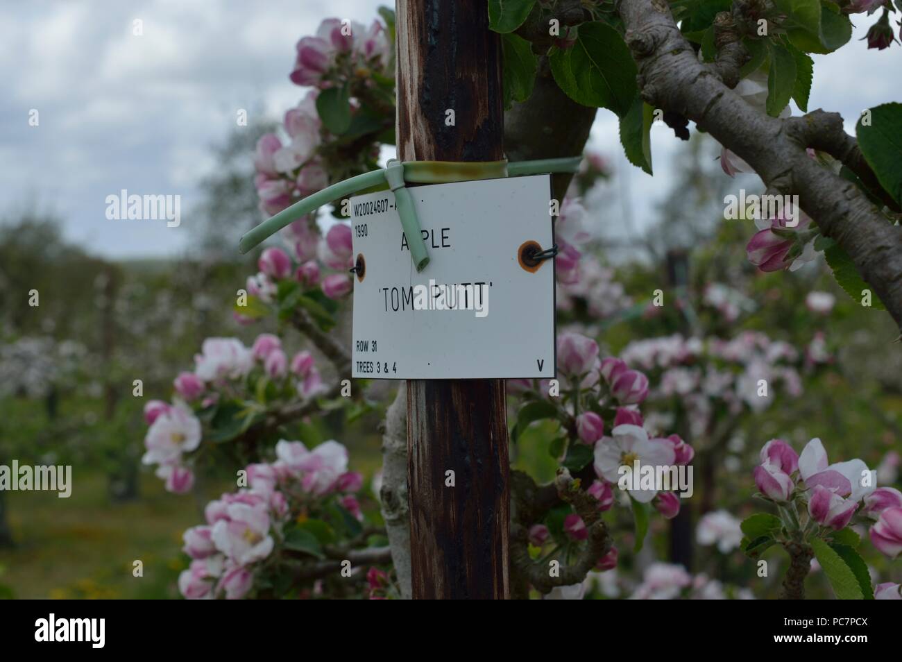 Apple unbekannt Stockfoto