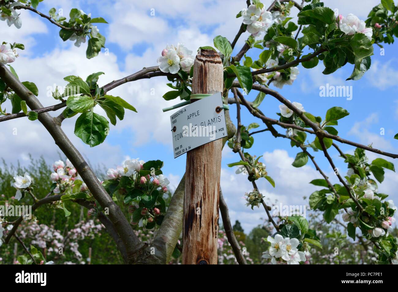 Apple unbekannt Stockfoto