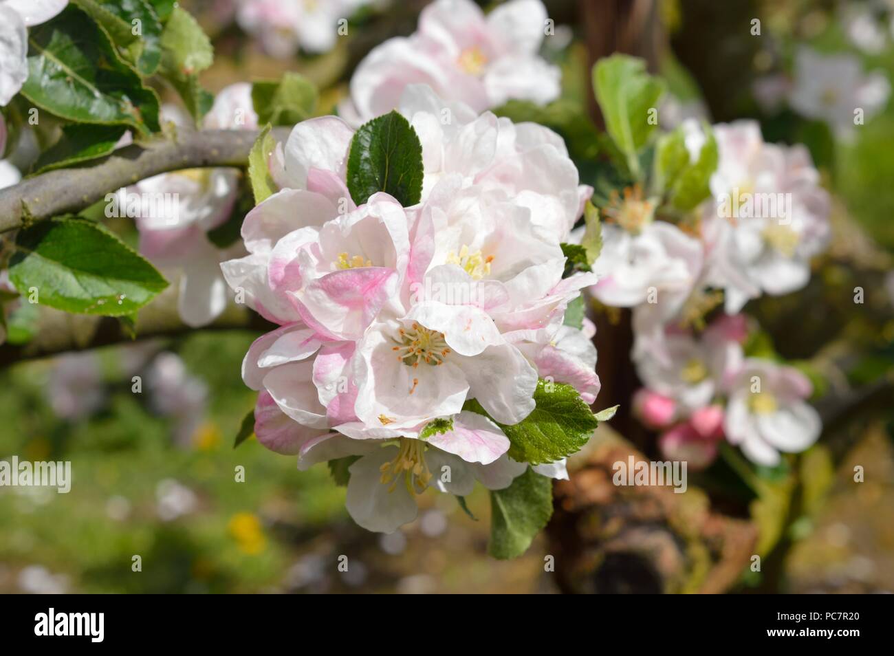 Apple unbekannt Stockfoto