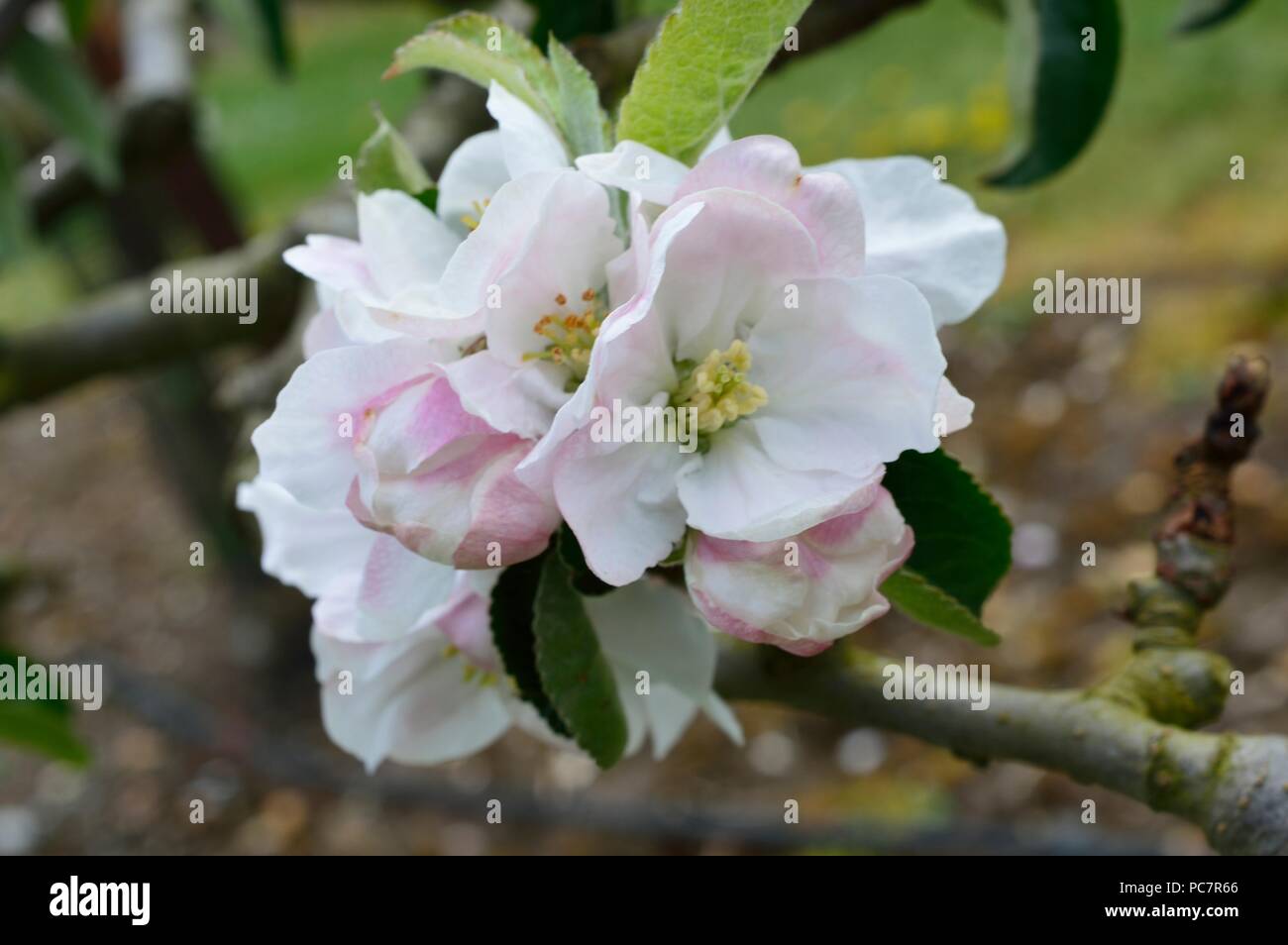 Apple unbekannt Stockfoto