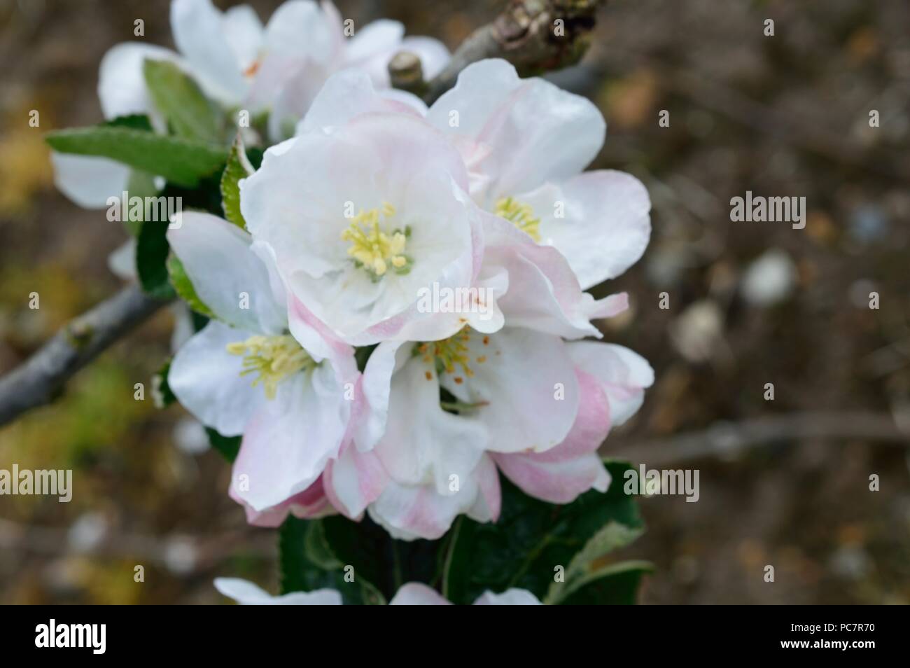 Apple unbekannt Stockfoto