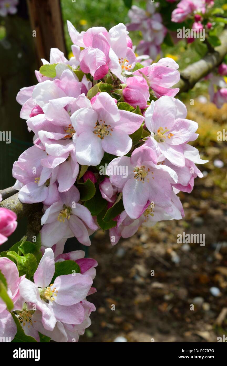 Apple Upton pryne Stockfoto