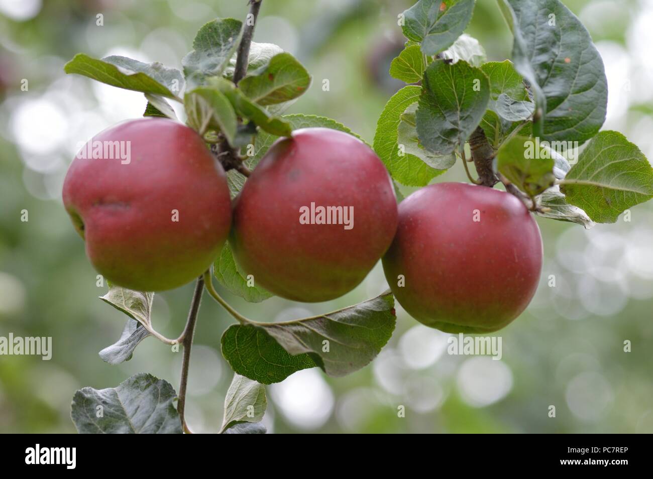 Apple violette Stockfoto