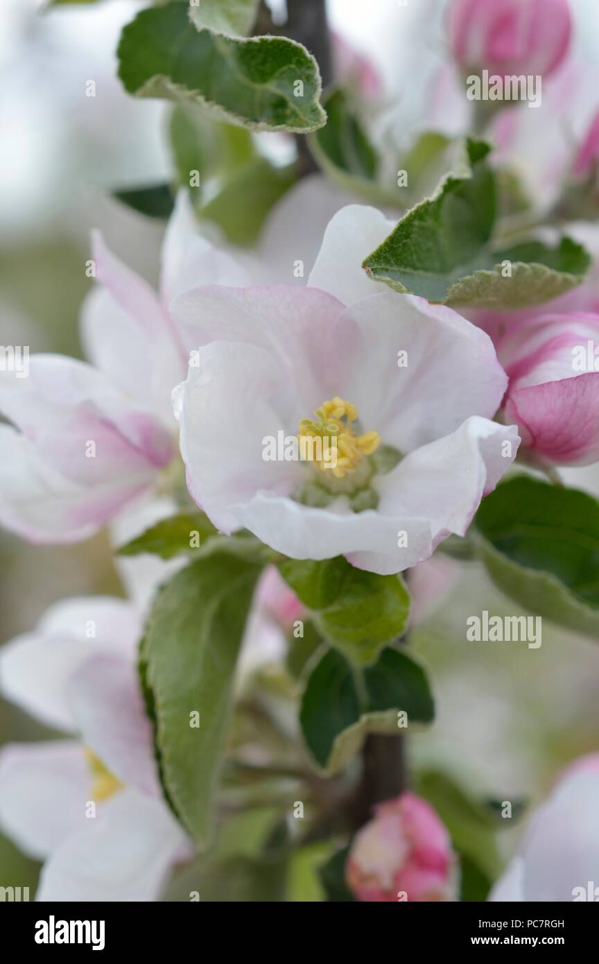 Apple Washington Erdbeere Stockfoto
