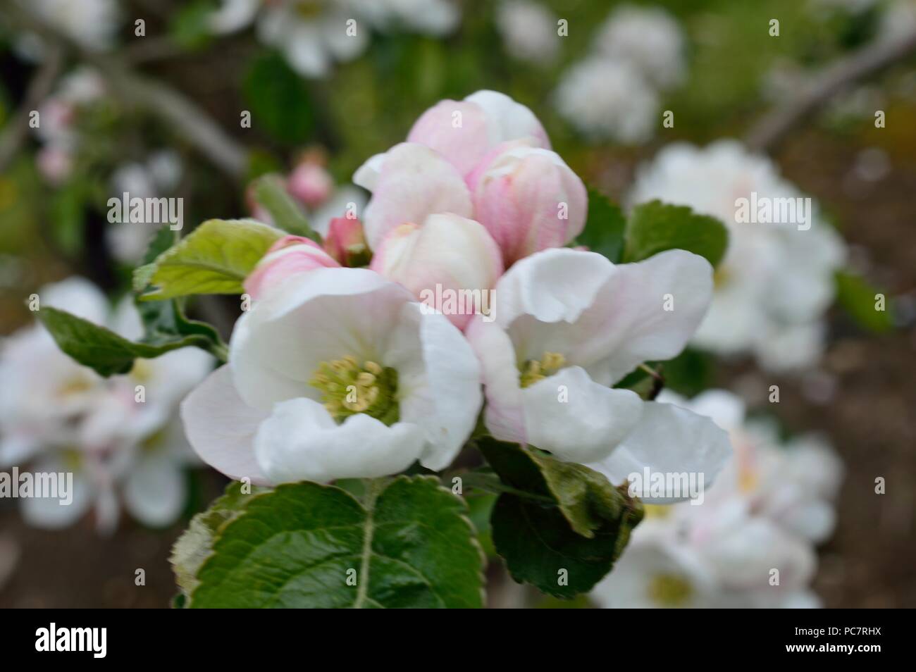 Apple weiß joaneting Stockfoto