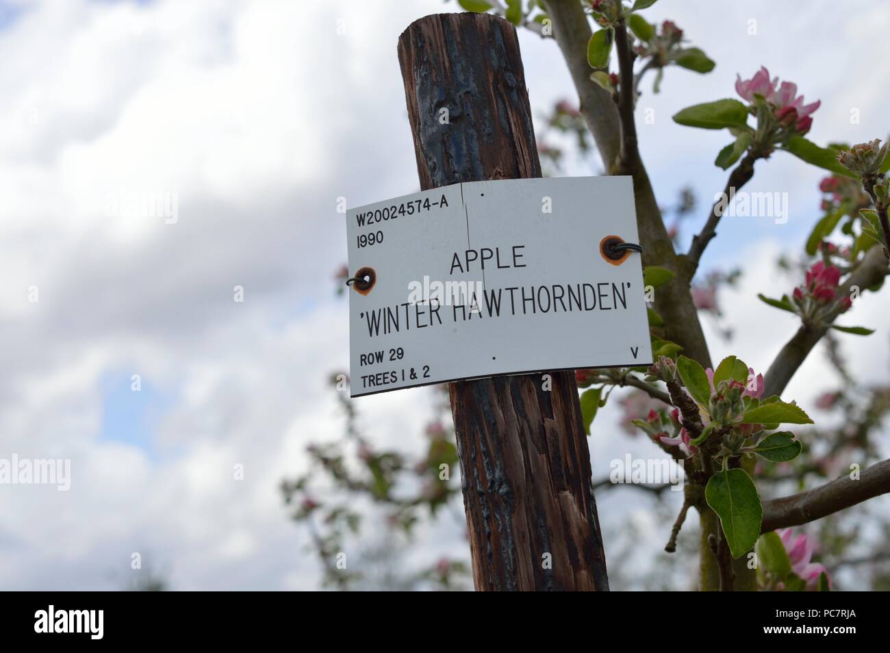 Apple Winter Hawthomden Stockfoto