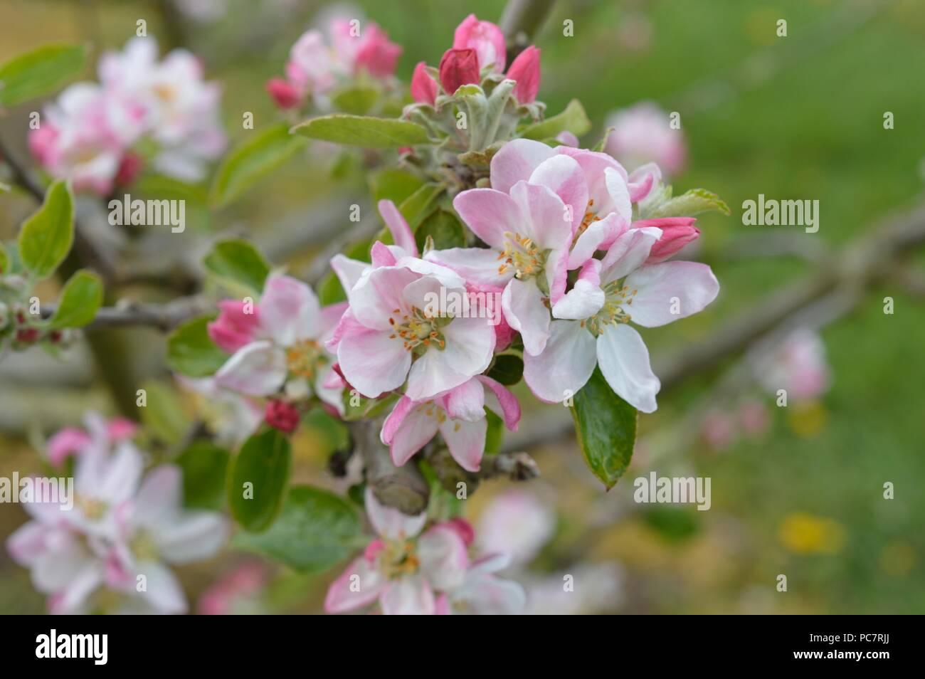 Apple Winter Hawthomden Stockfoto