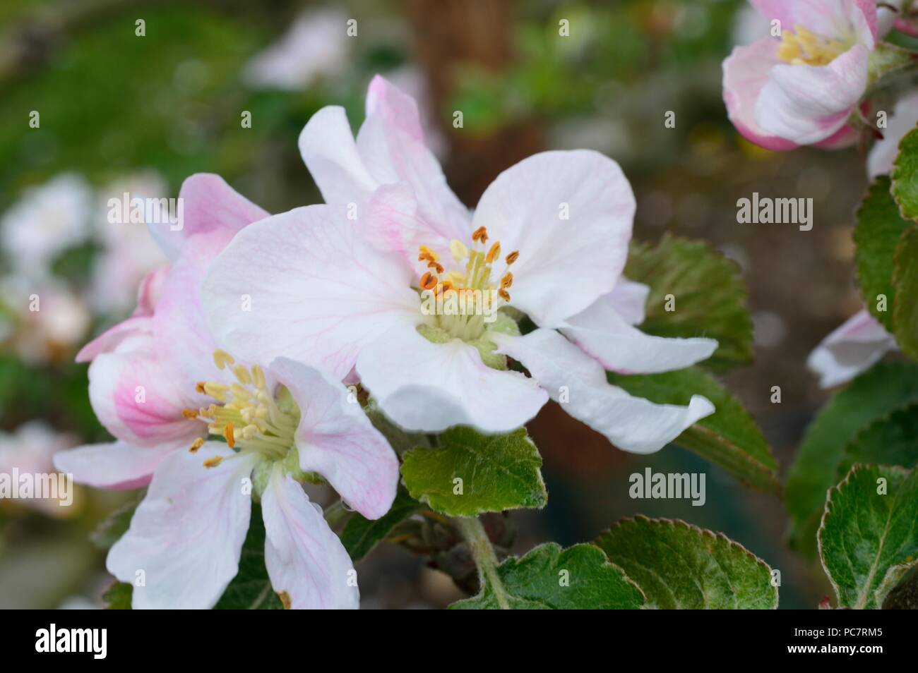 Apple Woolbrook Rotbraun Stockfoto