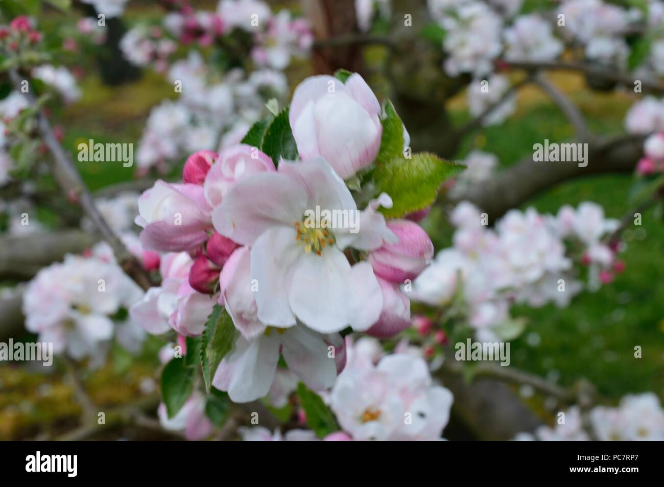 Apple Yorkshire Ökologisierung Stockfoto