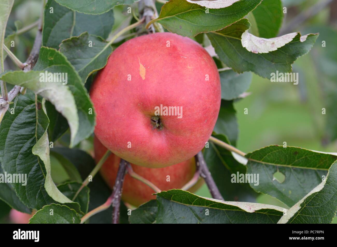 Apple Zari Stockfoto