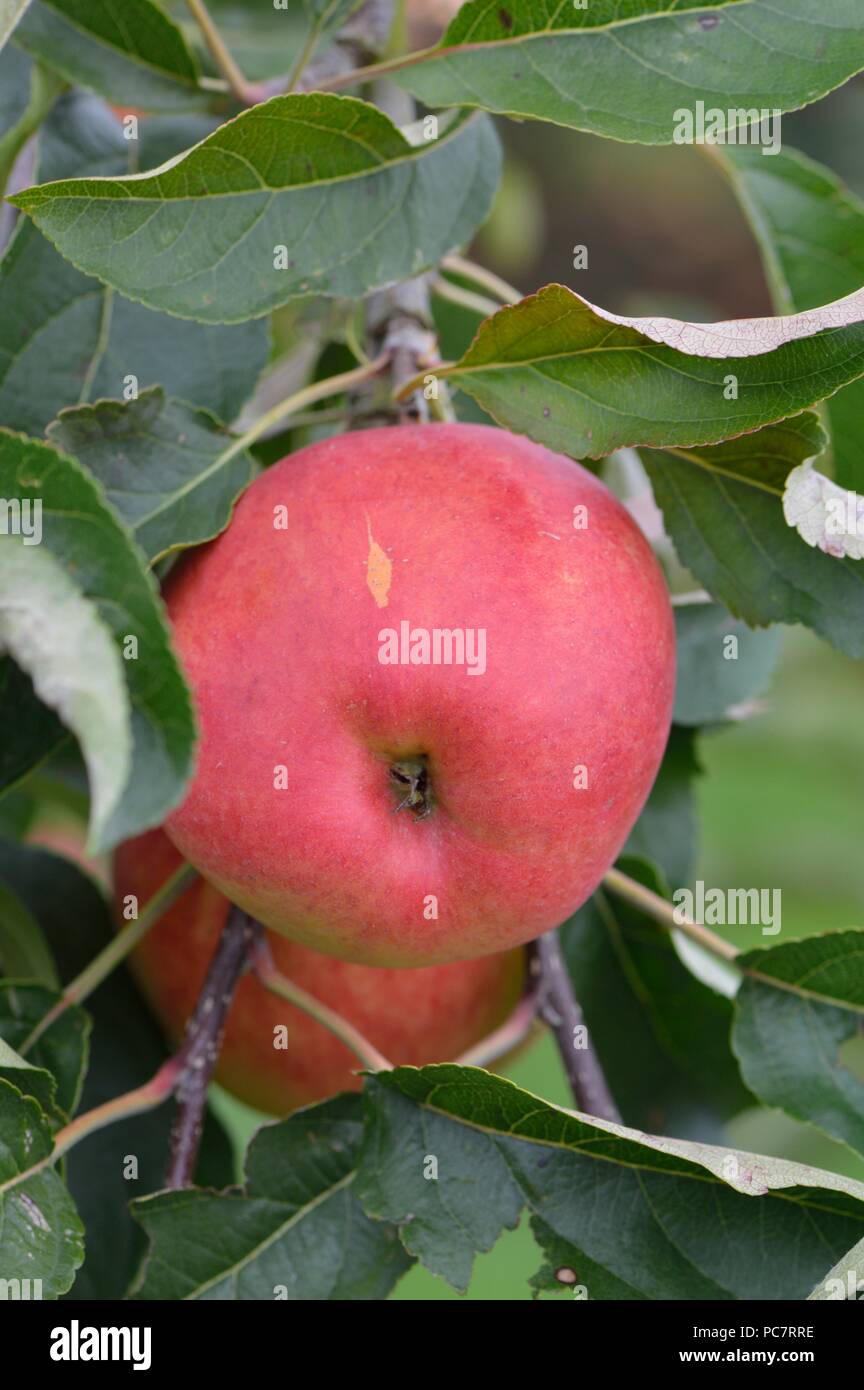 Apple Zari Stockfoto