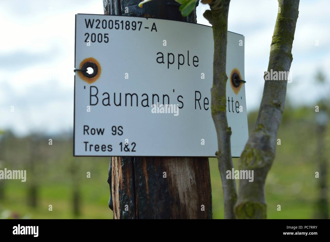 Apple Baumanns Reinette Stockfoto