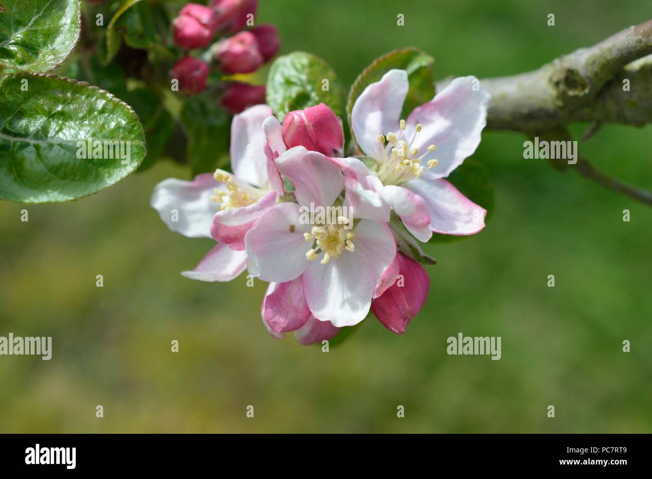 Apple Baumanns Reinette Stockfoto