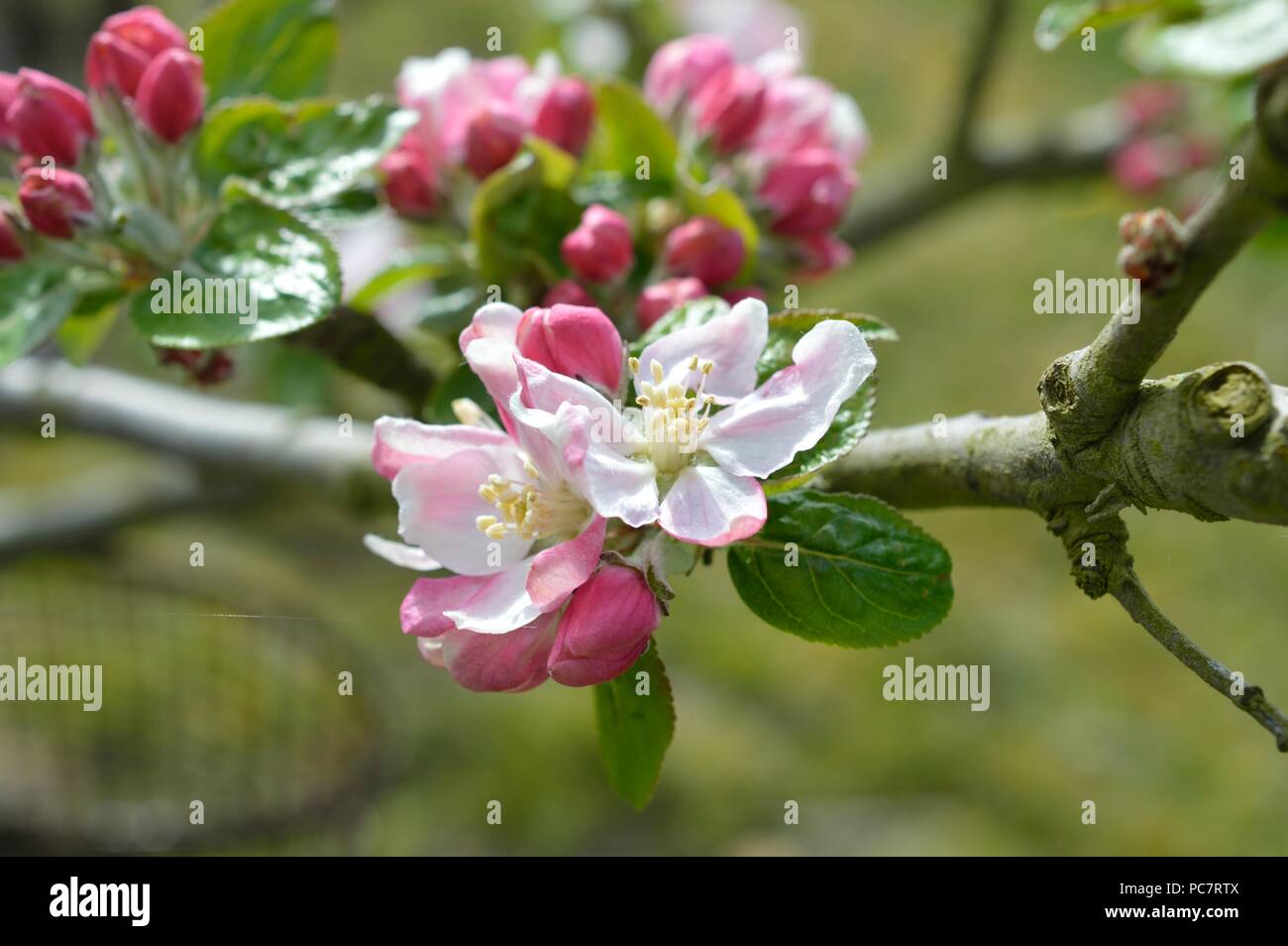Apple Baumanns Reinette Stockfoto