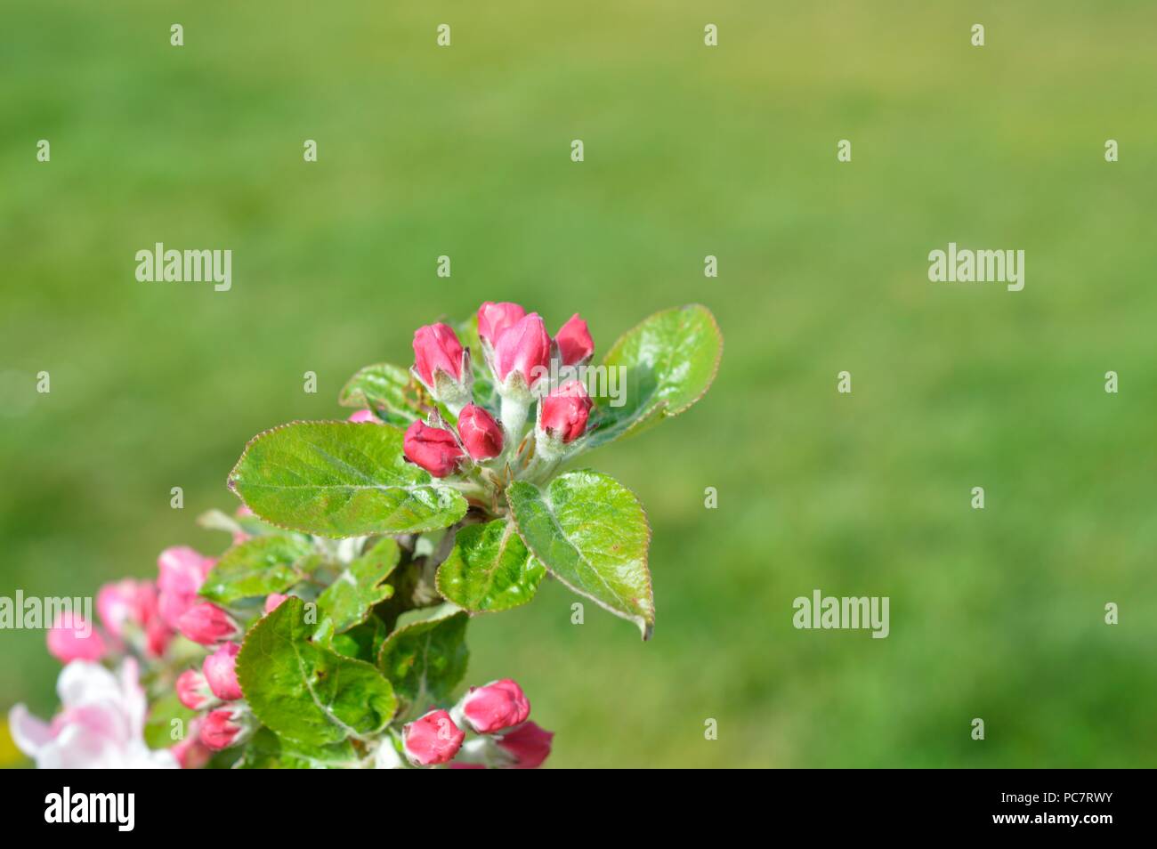 Apple Baumanns Reinette Stockfoto