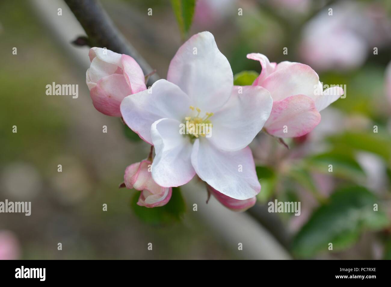 Apple niederländische Mignonne Stockfoto