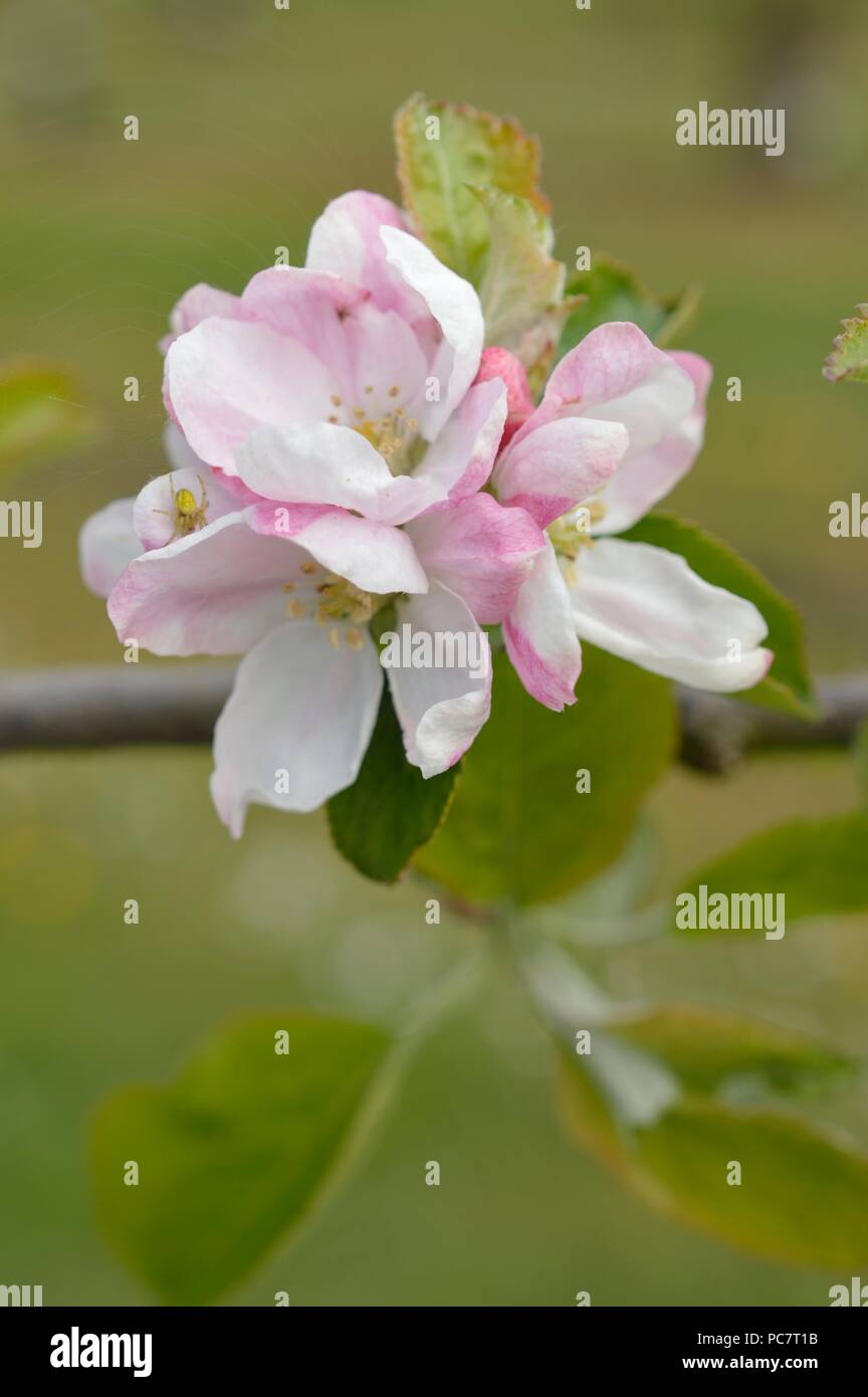 Apple Hector Macdonald Stockfoto