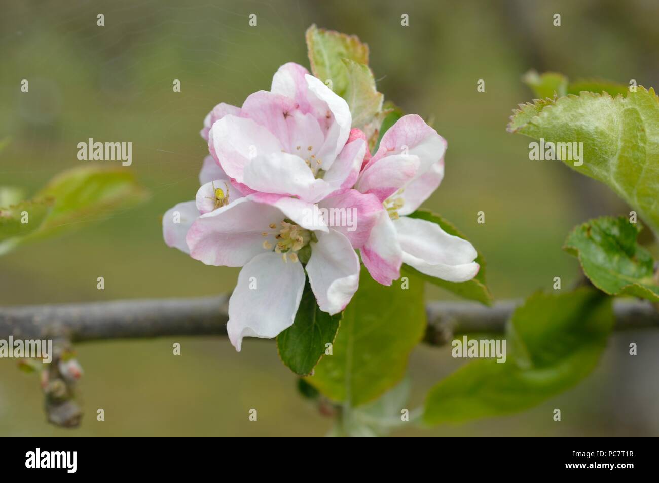 Apple Hector Macdonald Stockfoto