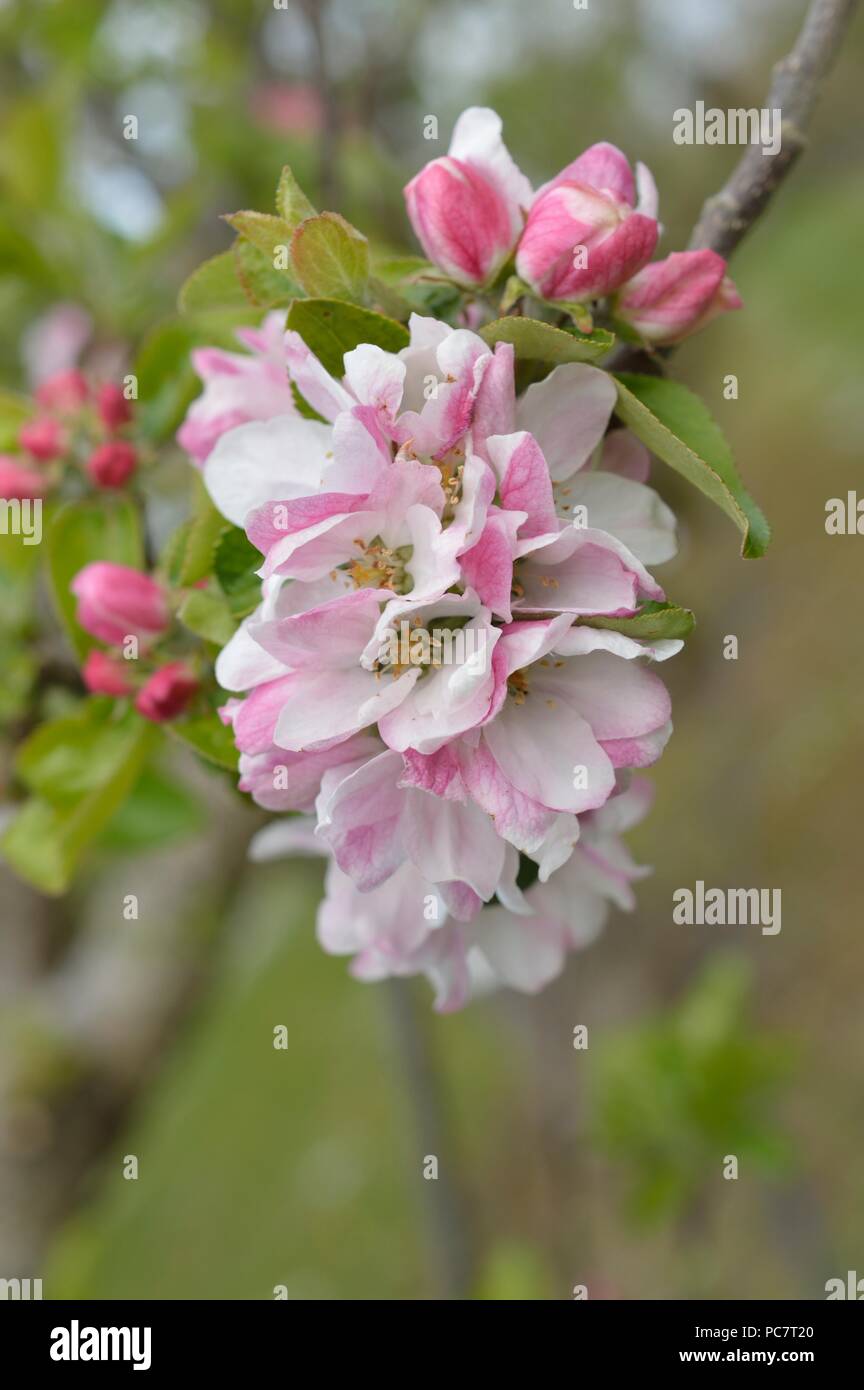 Apple Hector Macdonald Stockfoto
