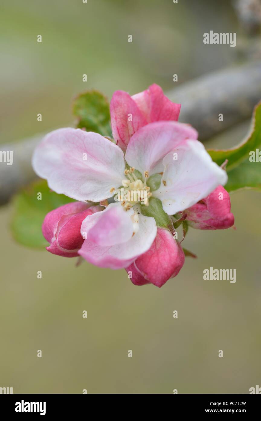 Apple Hector Macdonald Stockfoto