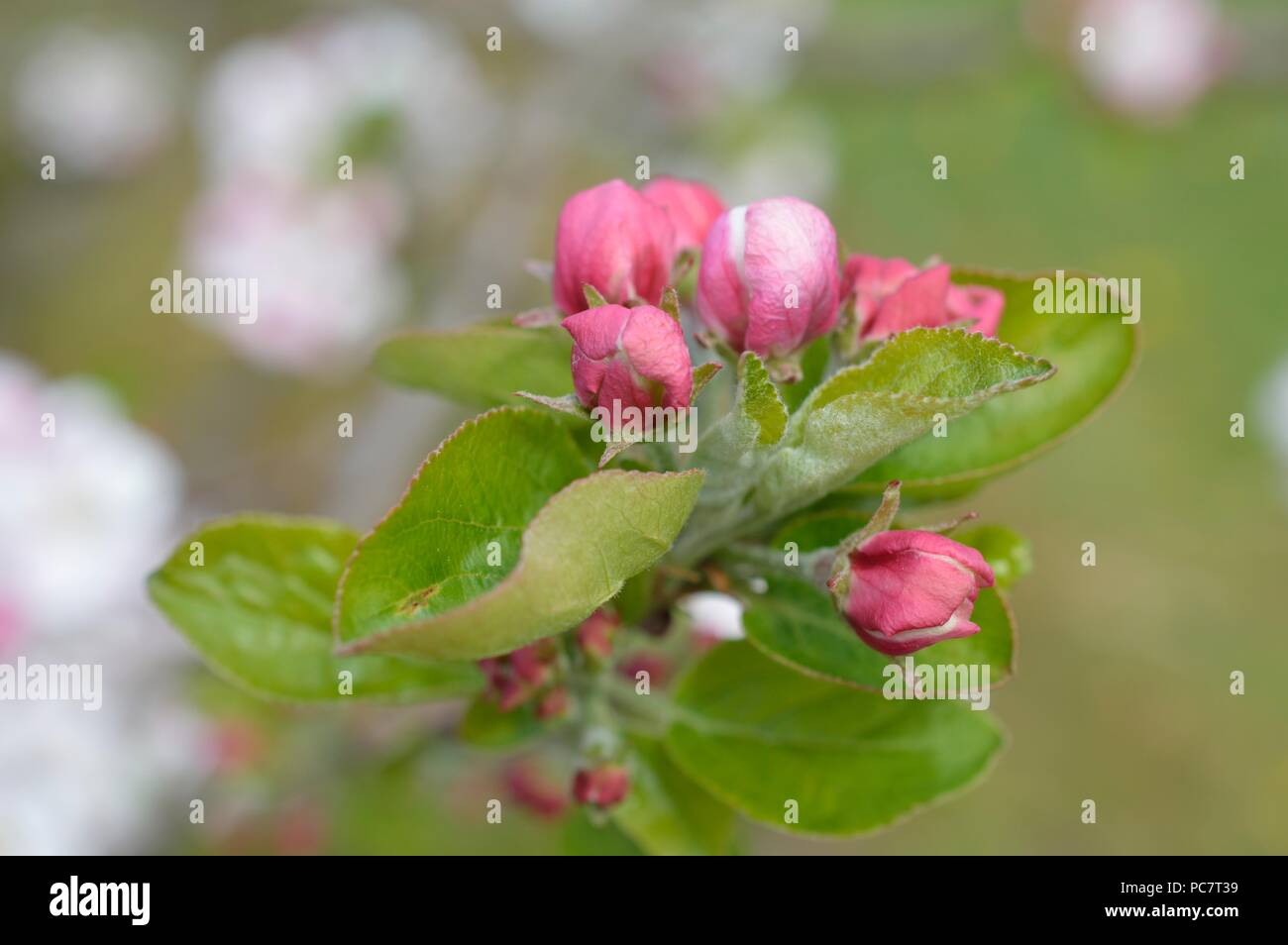 Apple Joyce Stockfoto
