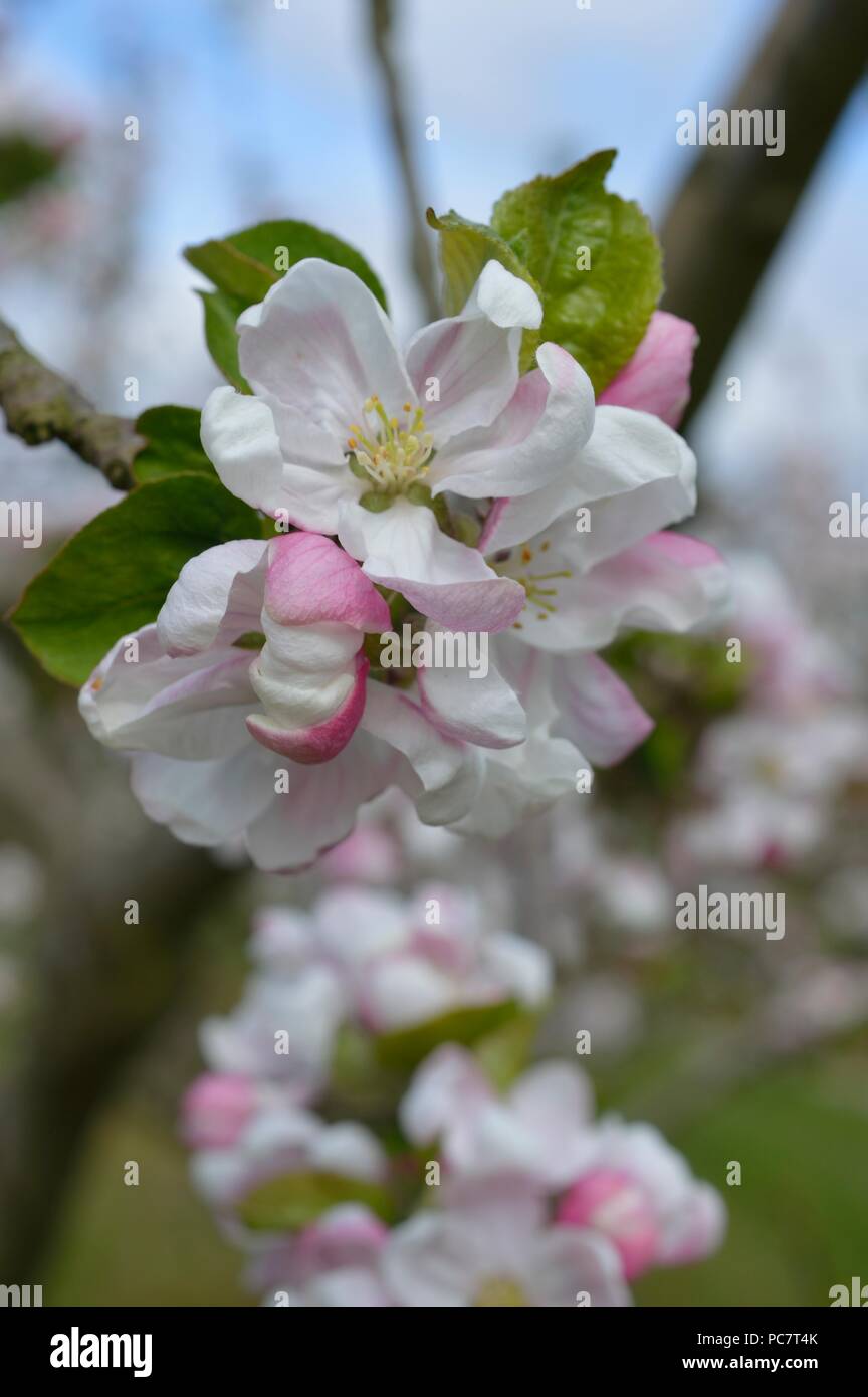 Apple Joyce Stockfoto