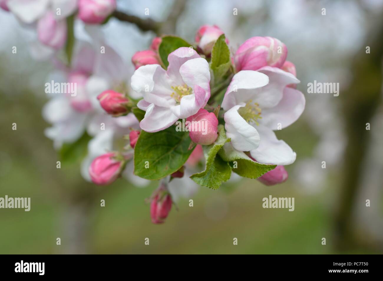Apple Joyce Stockfoto