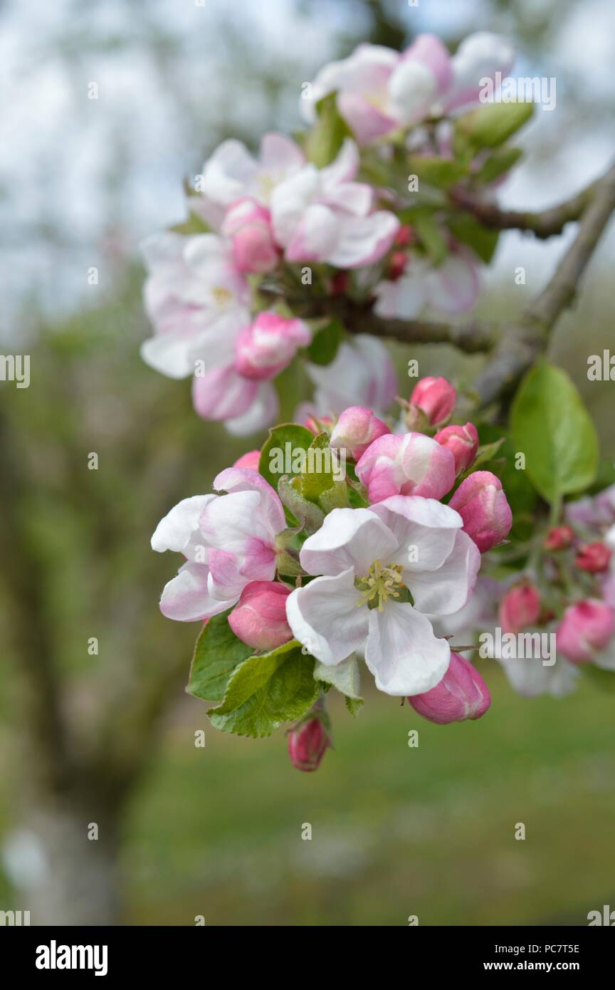 Apple Joyce Stockfoto