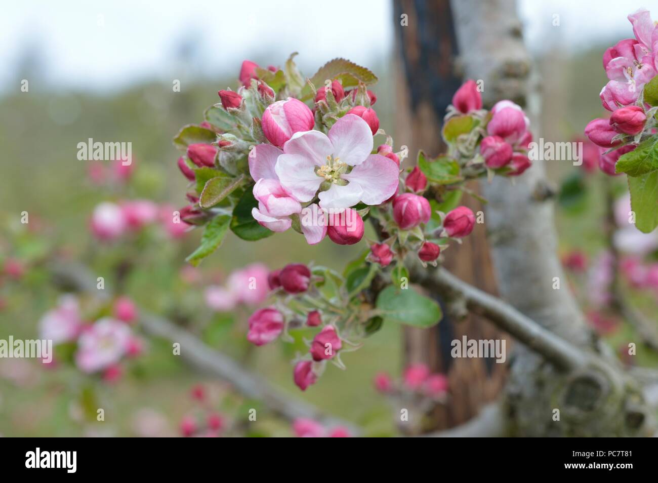 Apple Manks Codin Stockfoto