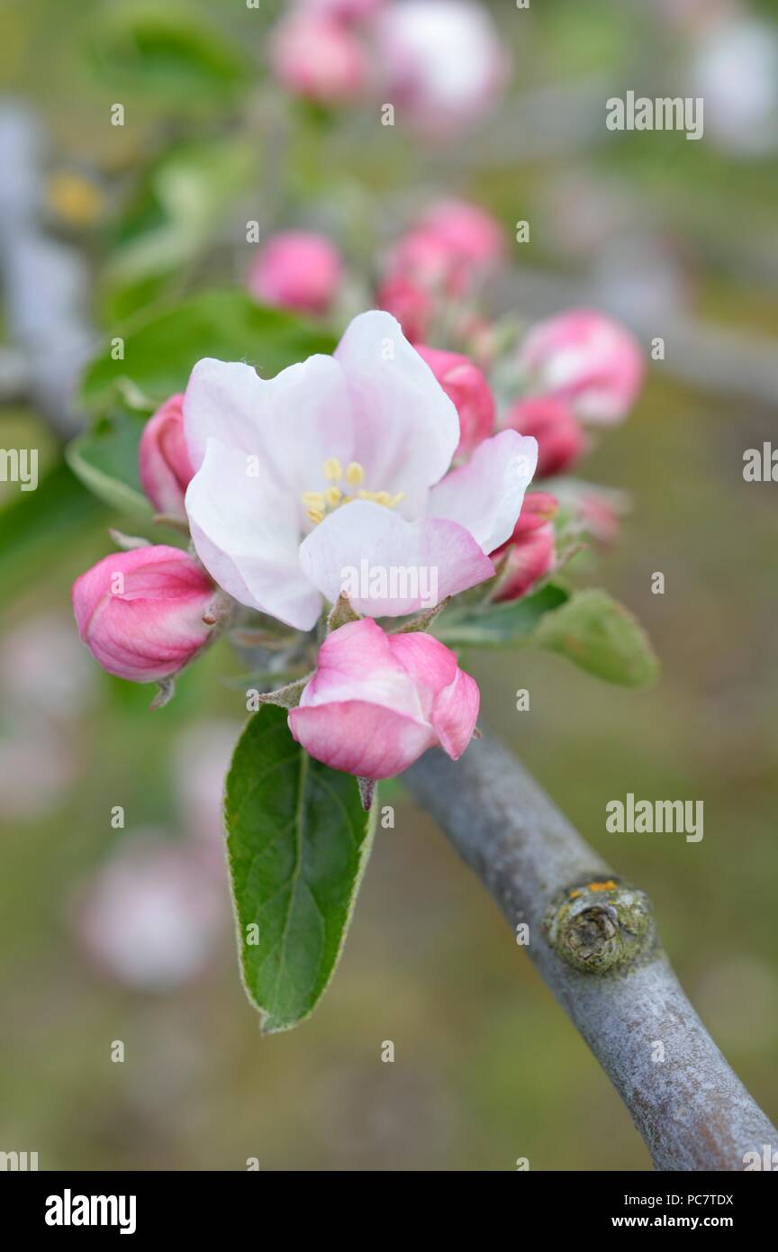 Apple Washington Erdbeere - Blumen Stockfoto