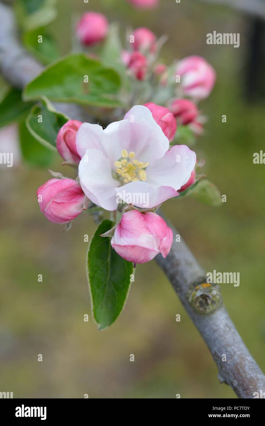 Apple Washington Erdbeere - Blumen Stockfoto