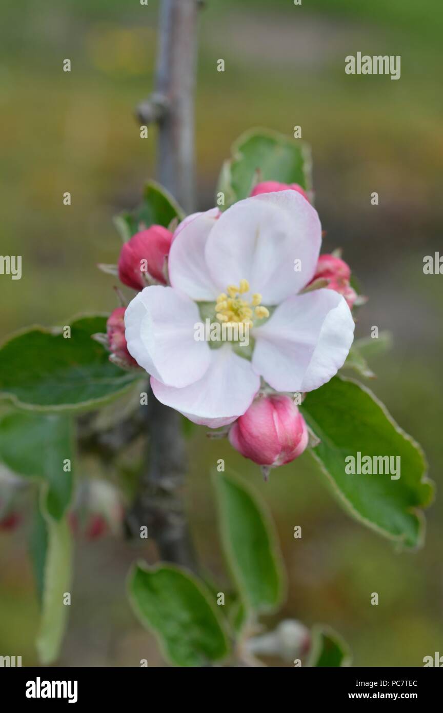 Apple Washington Erdbeere - Blumen Stockfoto