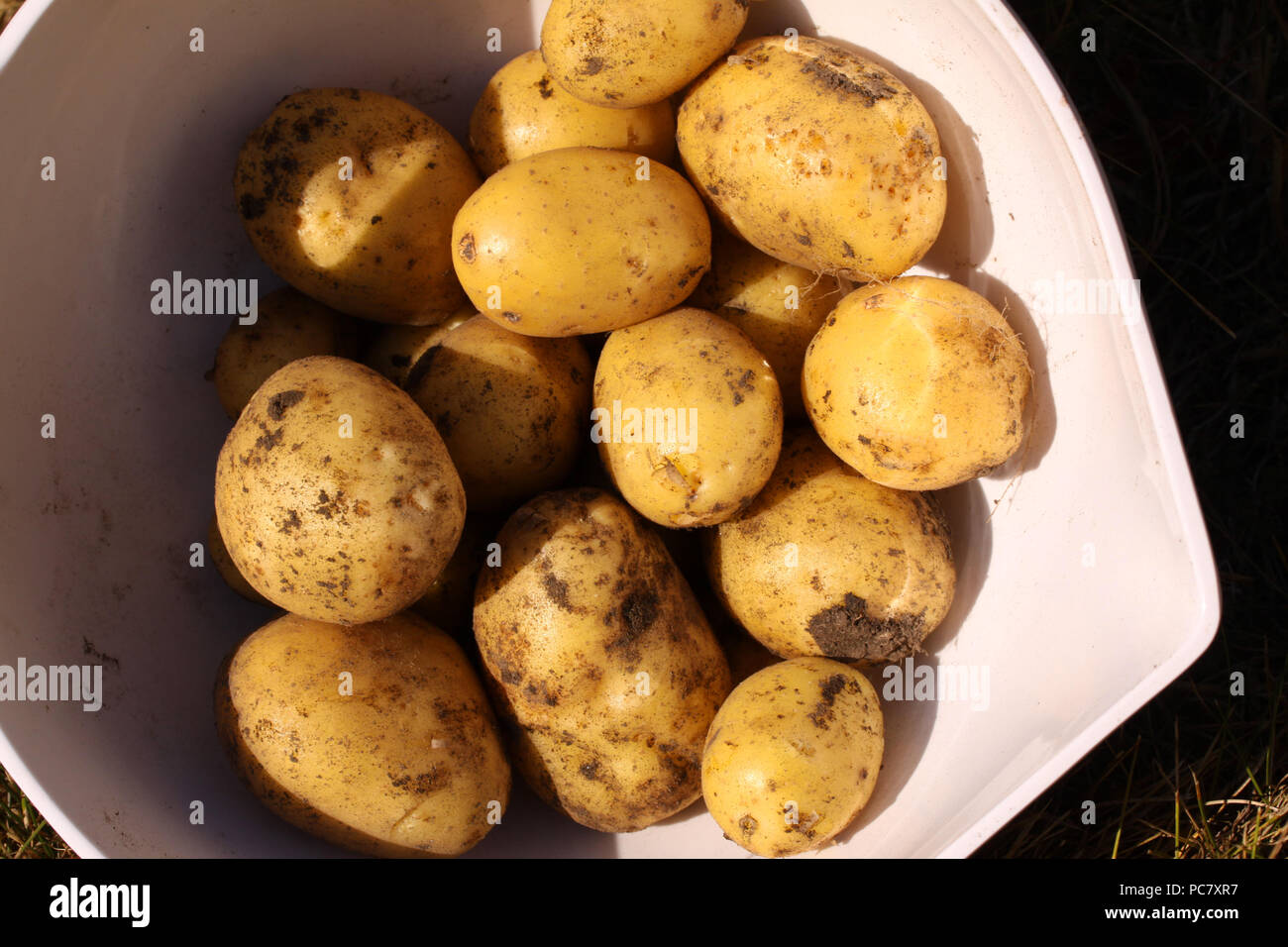 Neue, frische Kartoffeln nur oben gegraben aus dem Boden in einer weißen Schüssel liegend fertig gekocht zu werden Stockfoto