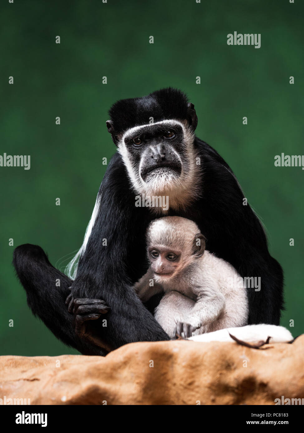 Schwarz-weiß (oder colobuses colobi) sind Alt- Welt- Affen der Gattung Colobus, beheimatet in Afrika. Stockfoto