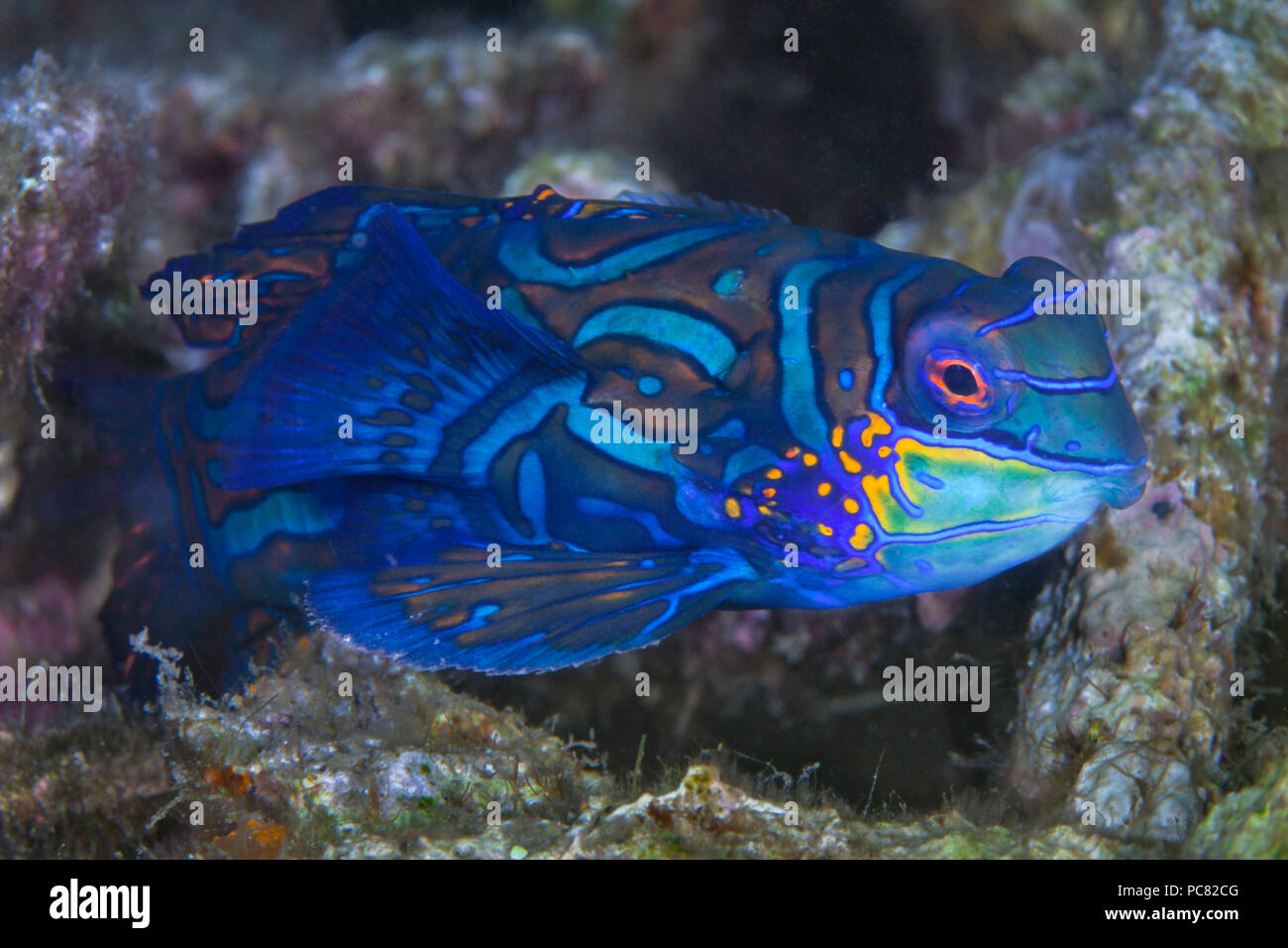 Schließen Sie herauf Bild eines Mandarinfish (synchiropus Splendidus), in Coral Schutt. Lembeh Straits, Indonesien. Stockfoto