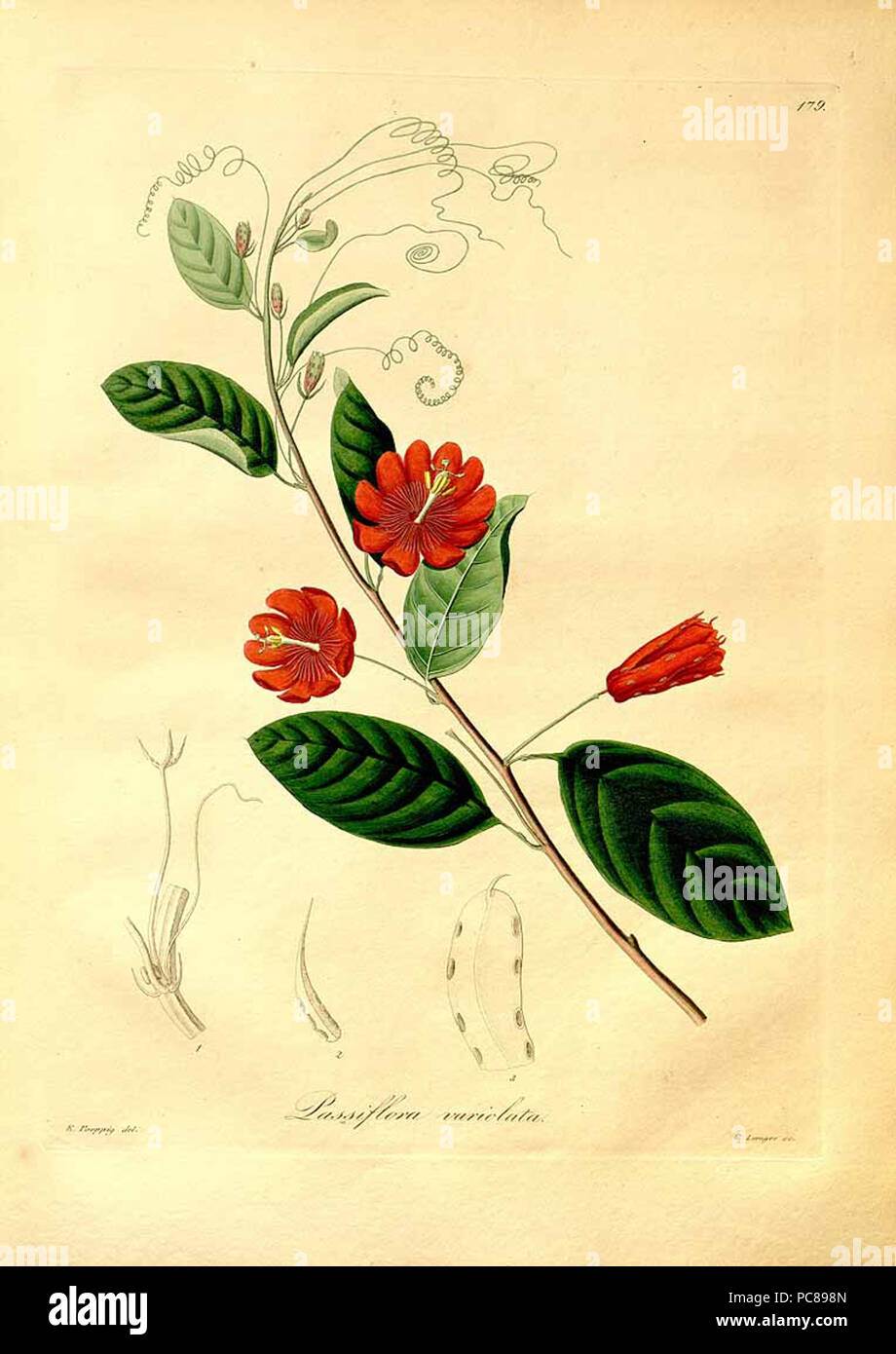 470 Passiflora variolata Stockfoto